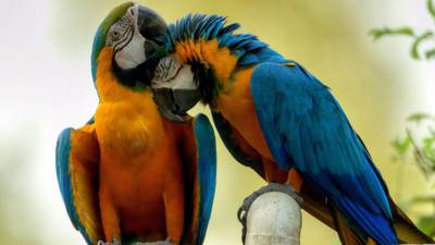 Man on bail after theft of three parrots in Co Down