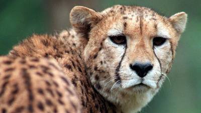 Varadkar to consider funding Fota Wildlife Park development