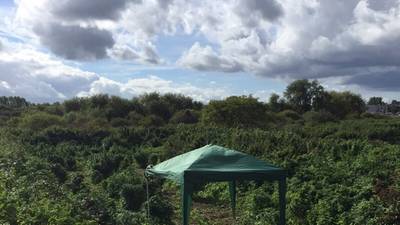 Police called to cannabis ‘forest’ in southwest London