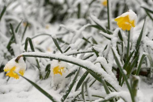 Diarmaid Ferriter: Government needs to smell the daffodils in December