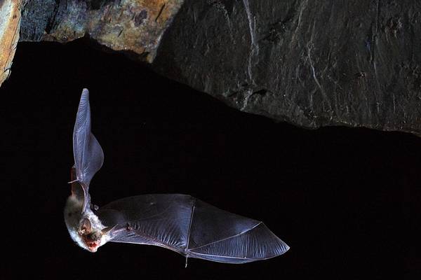 How bats defy the ageing process: Irish scientists crack the mystery
