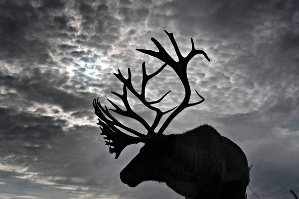 Redundant reindeer, ‘jobs of tomorrow’ and the ExxonMobil call that ‘never happened’