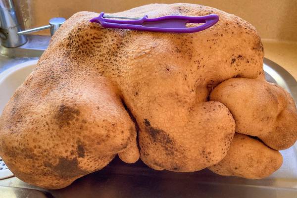 Giant potato is not actually a potato, says Guinness World Records