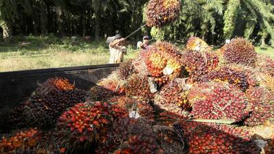 Unilever to use geo-location technology to track palm oil supplies