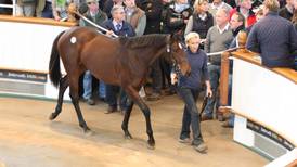 Irish thoroughbred breeders net  €86 million from auctions at home and abroad