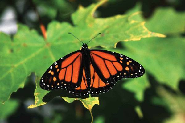 Butterfly numbers continuing to recover