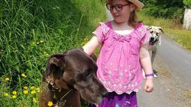 Girl (8) ‘so happy’ as missing assistance dogs are found