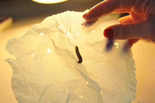 Wax moth could be used to get rid of plastic, researchers find