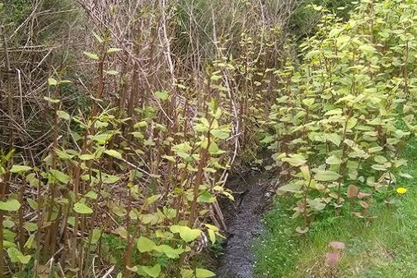 Mobile app developed to fight back against invasive plant species