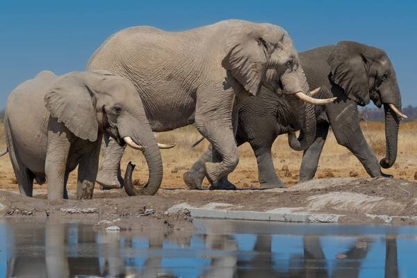 Botswana considers allowing big game hunting and elephant culling