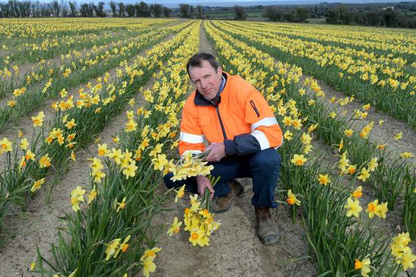 Coronavirus: Daffodil grower’s business blooms from online orders