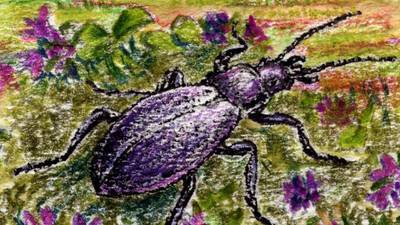 Another Life: Beetle beauty and the beasts