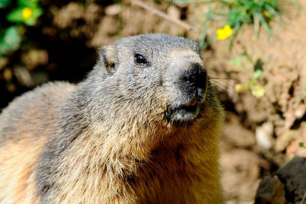 Boy (15) in Mongolia dies of bubonic plague after eating marmot