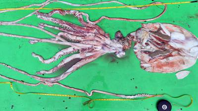 19ft giant squid caught in Irish waters