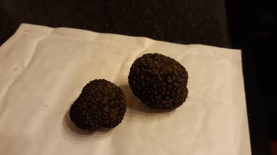 Will these truffles make me rich? Readers’ nature queries
