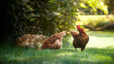 Playing chicken: the pros and cons of keeping poultry at home