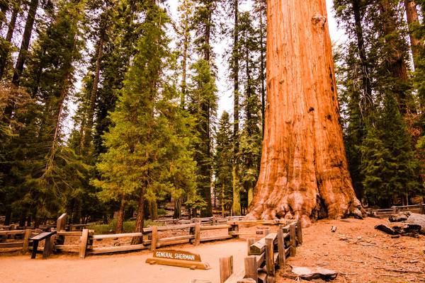 California wildfires threaten world’s largest tree