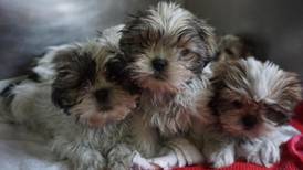 Seized puppies cannot be adopted yet due to criminal investigation