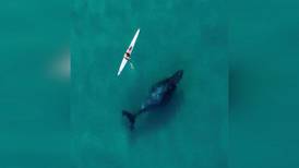 Drone captures curious humpback whale following kayaker at Bondi Beach