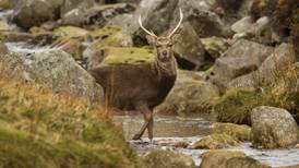 Contract to manage Wicklow’s deer population welcomed by farmers