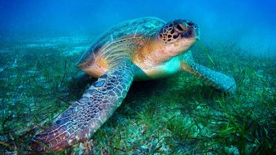 Aer Lingus to fly endangered turtle washed up on Irish beach to the Canary Islands