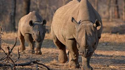 Permit to hunt black rhino in Namibia sells for $350,000