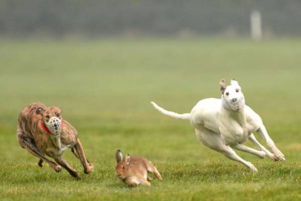 Reason for hare deaths differ at coursing meeting