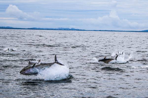 Bluefin tuna survey applications now open to charter skippers