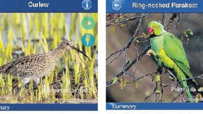 An app that knows its curlew call from its blackbird song