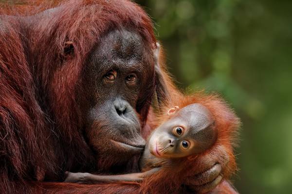 Palm oil: It’s in our bread and biscuits and it’s killing orang-utans