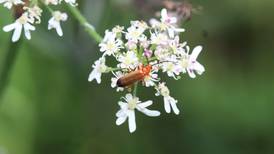 Your gardening questions answered: Is this the culprit who is feasting on my dahlia leaves?