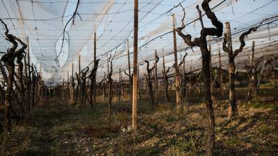 ‘Modern slavery’ in Italy: A tale of grapes, death and injustice
