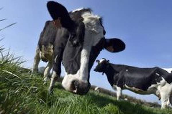 US animal health group Phibro to create 150 jobs in Sligo