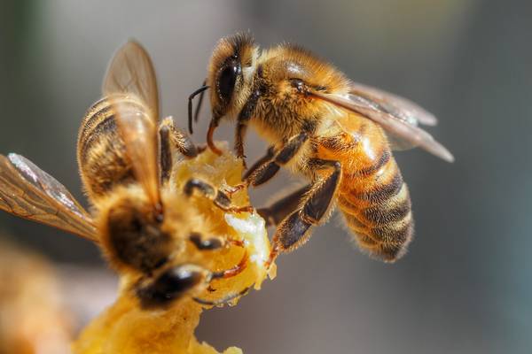 Dutch scientists train bees to detect coronavirus