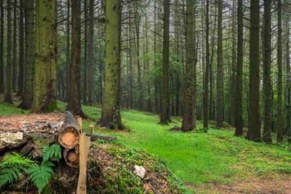 Irish forestry ‘net emitter of greenhouse gases’