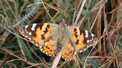 Butterflies, daffs and grass-cutting in January: has nature gone haywire?