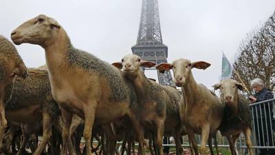 To the barricades as sheep rally over French wolf protection plan