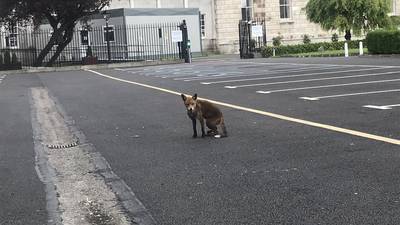Fears grow for Sam the Fox recently spotted around Government formation talks