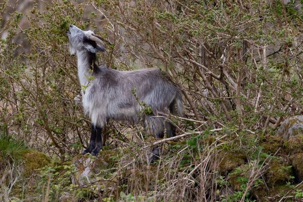 Goats return to Howth hills in bid to control wildfires