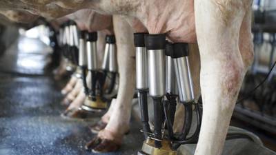 New Zealand dairy success comes at a price