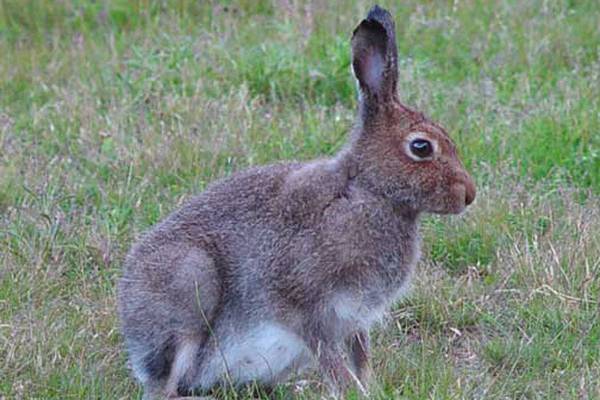 Minister defends U-turn on hare coursing ban