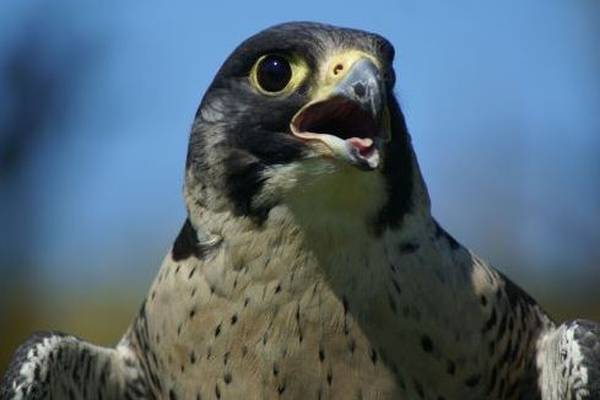 Bird flu infection identified in wild falcon in Co Galway