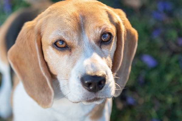 Spanish clinic’s planned slaughter of beagles draws fierce response