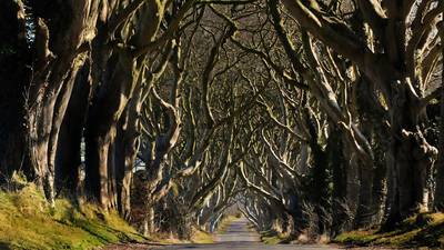 Tourism Ireland turns wood to gold as ‘Game of Thrones’ campaign storms Cannes