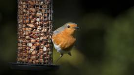 Your gardening questions answered: should I feed the birds?