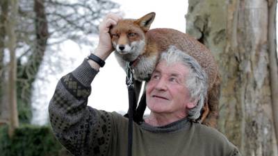 Nature meets nurture as Patsy’s foxes become pets
