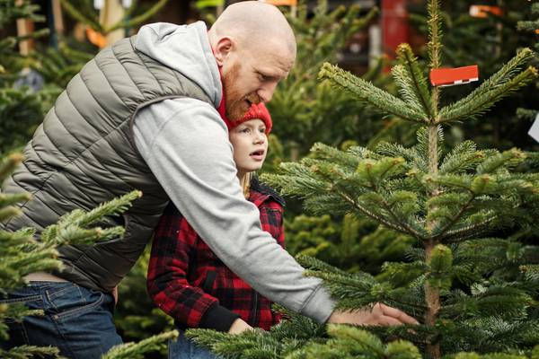 Real or fake Christmas tree – what’s better for the environment?