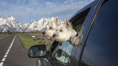 Travel Advice: Dog friendly holidays