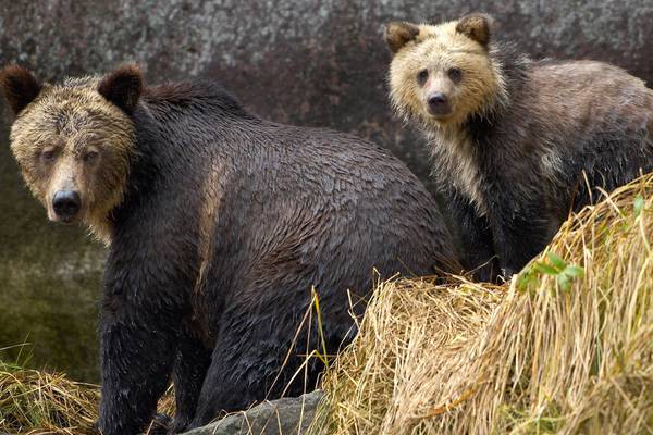 A lot to bear in mind when changing the laws on grizzlies