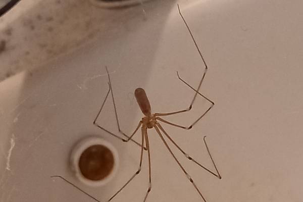Who is the real daddy-long-legs? Readers’ nature queries